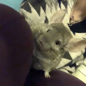 Meet your Posher, Holly